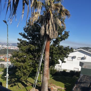 Filipe Vieira Jardim & Bricolage - Penafiel - Weeding