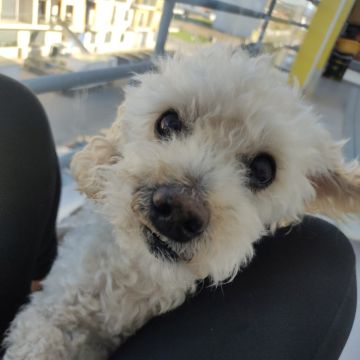 Bruna Dias | Pet Sitter Pinhal Novo - Palmela - Pet Sitting
