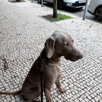 Ferraz - Porto - Éducation canine - cours