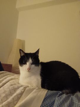 Hospedaje de gatos