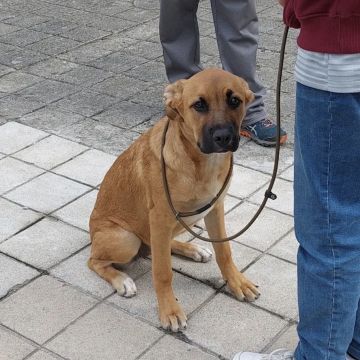 Ferraz - Porto - Éducation canine