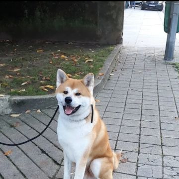 Ferraz - Porto - Éducation canine - cours