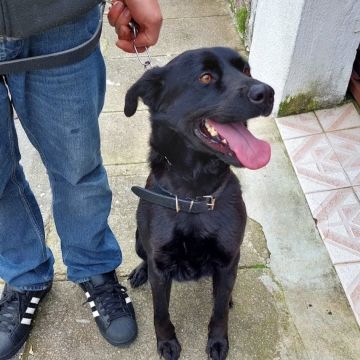 Ferraz - Porto - Éducation canine - cours