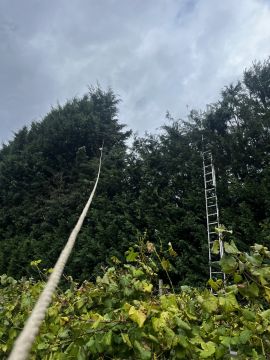 Filipe Vieira Jardim & Bricolage - Penafiel - Shrub Removal