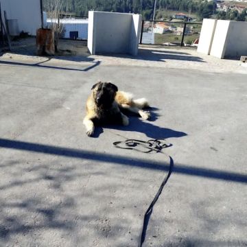 Ferraz - Porto - Éducation canine - cours