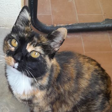 Sonia Ribeiro - Cascais - Pet Sitting