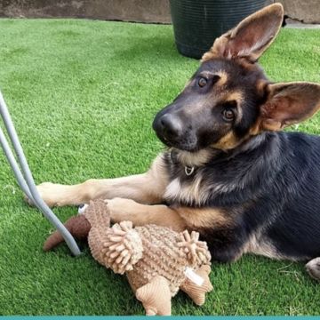 Ferraz - Porto - Éducation canine