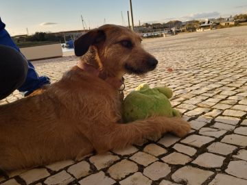Hotel para Cães