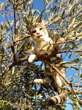 Hotel for Cats