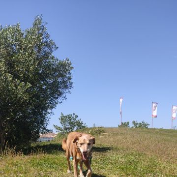 Bruna Dias | Pet Sitter Pinhal Novo - Palmela - Dog Sitting