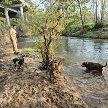 Ritmo Canino - Valongo - Banhos e Tosquias para Animais