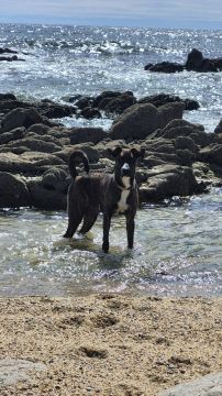 Hotel para Cães