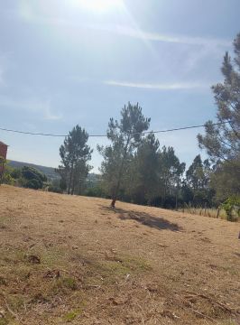 Green garden - Águeda - Enlèvement de souches d’arbres