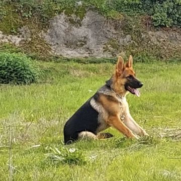 Ferraz - Porto - Modification du comportement animal