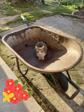 Pet Boarding and Daycare