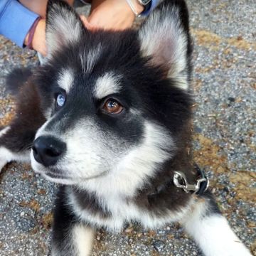 Ferraz - Porto - Éducation canine