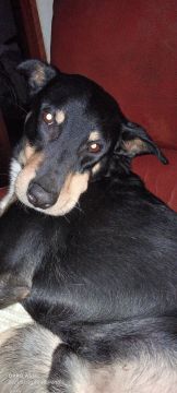 Hotel e Creche para Animais