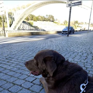 Ferraz - Porto - Dressage et modification du comportement animal (hors chiens)