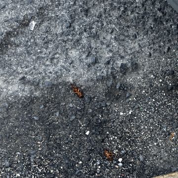 PRAGIS CONTROL - CONTROLO DE PRAGAS URBANAS - Almada - Nettoyage de rideaux et voilages