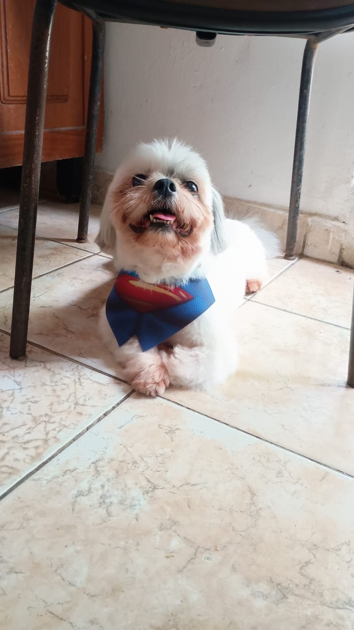 Cerejeira Multiserviços - Vila Real de Santo António - Dog Sitting