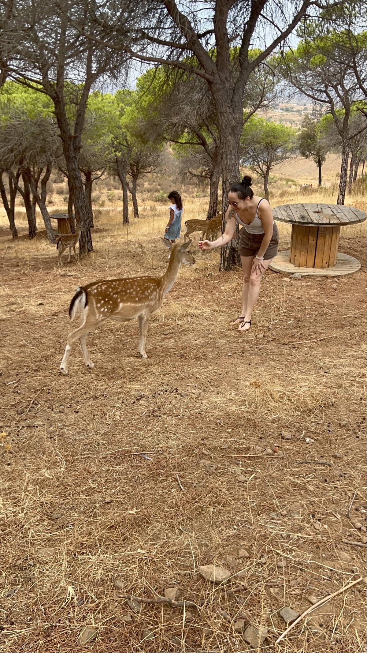 Cerejeira Multiserviços - Vila Real de Santo António - Explicações de Biologia