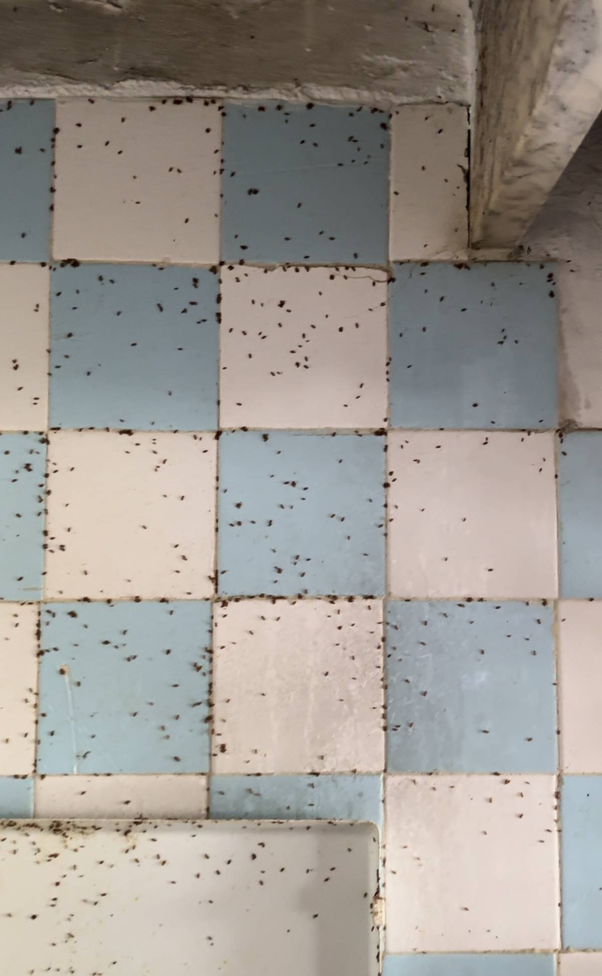 Ivanessa/ Thiago limpezas - Sintra - Limpeza da Casa (Recorrente)