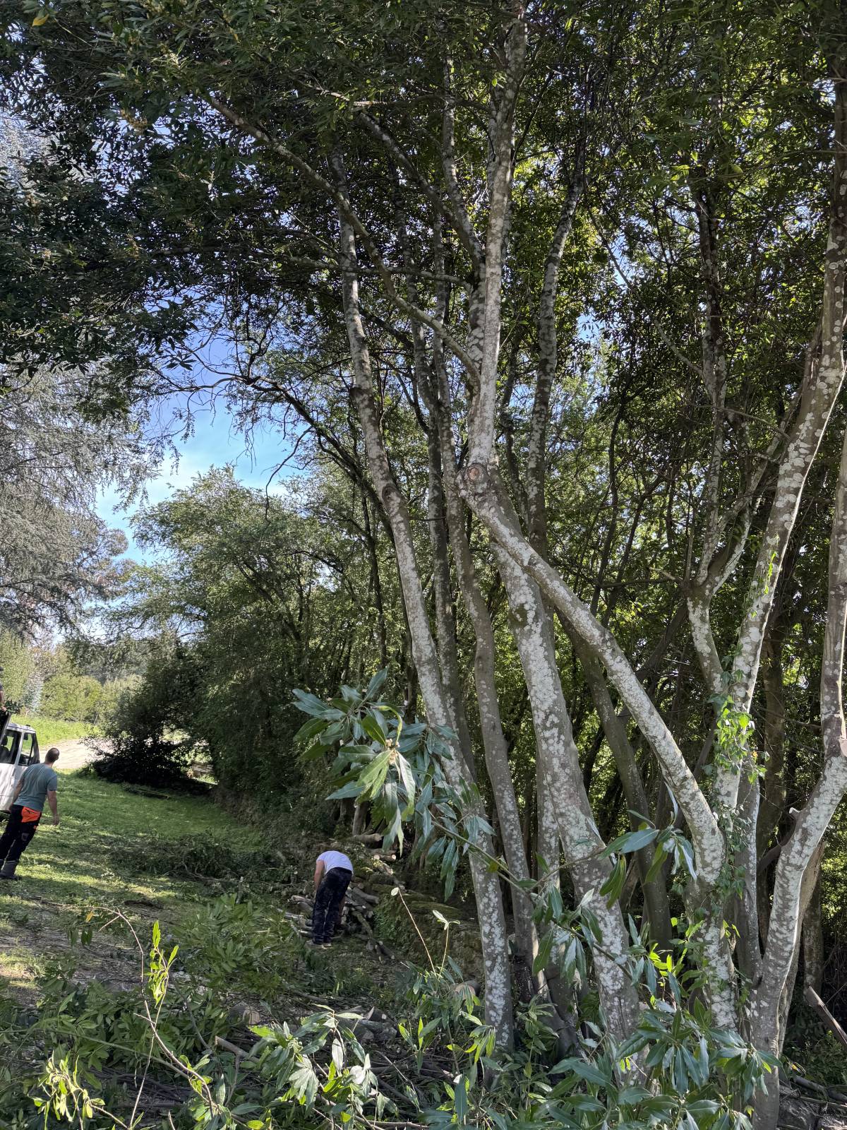 Tree Trimming and Maintenance - Lawncare