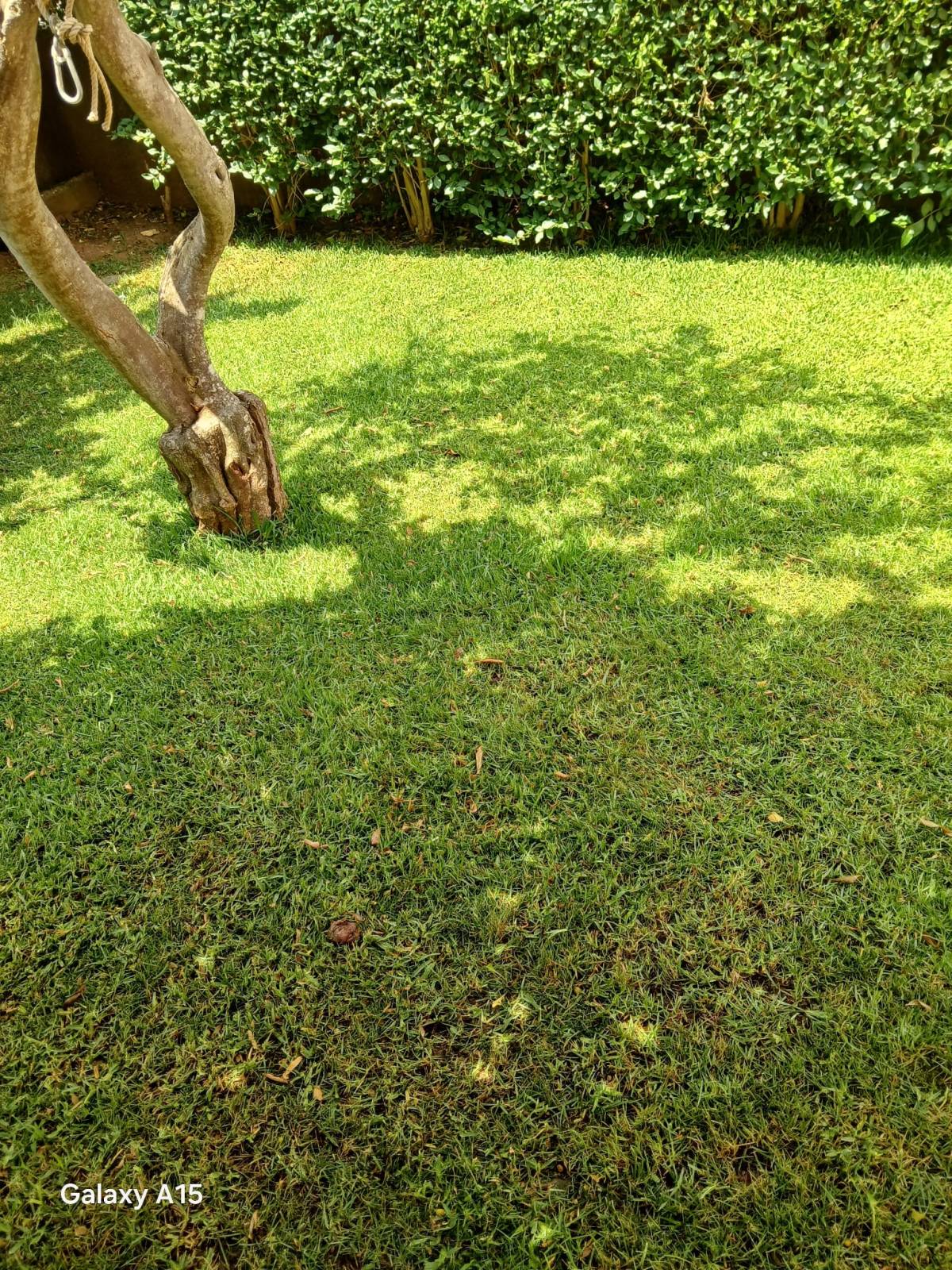 Pomar ( jardinagem e relvas ) - Borba - Rasenpflege - Kompletter Rundum-Service