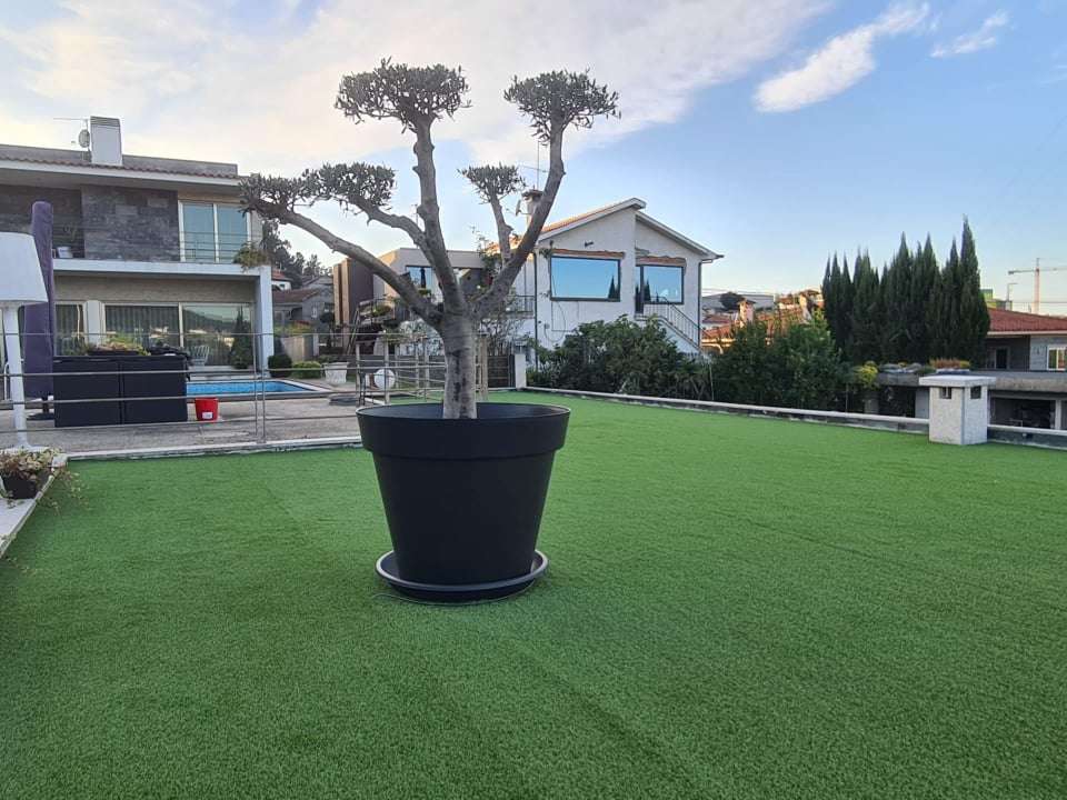 Carlos Martins - Braga - Tree Trimming and Maintenance