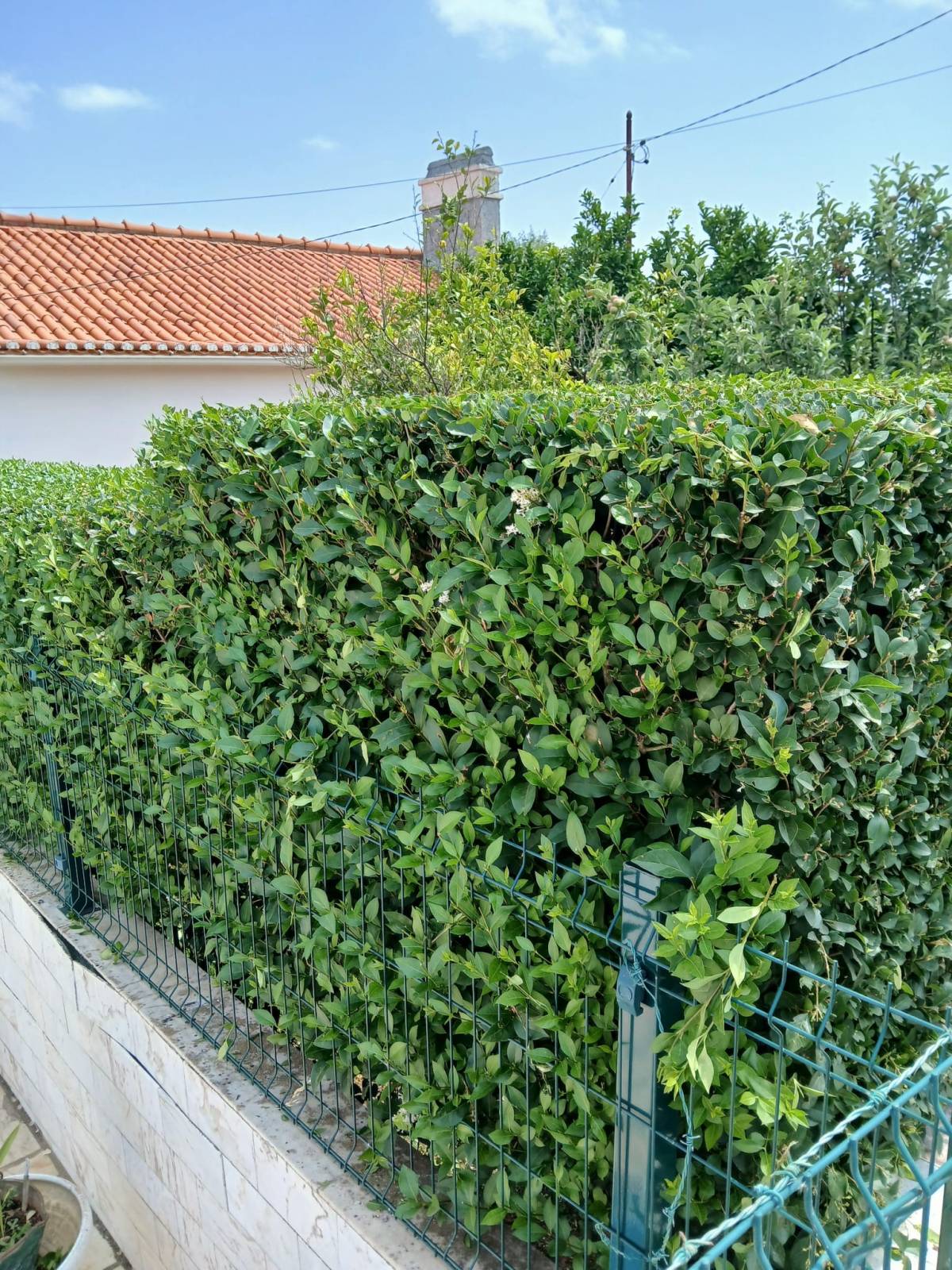 Pomar ( jardinagem e relvas ) - Borba - Entfernung von Gebüsch- und Baumaufwuchs