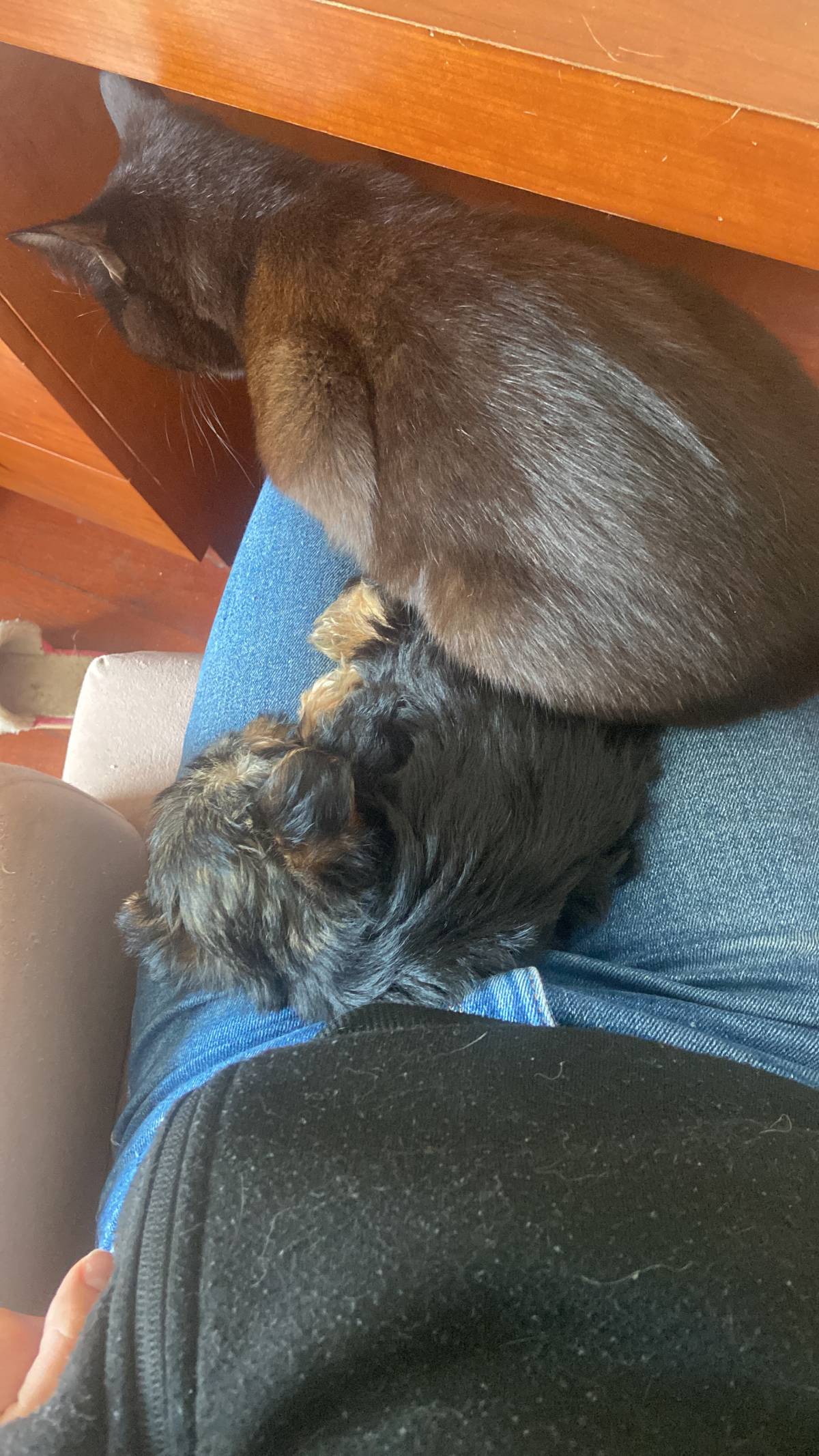 Mariana - Serviços de Limpeza, Babysitting, Petsitting e Explicações - Maia - Limpeza de Persianas