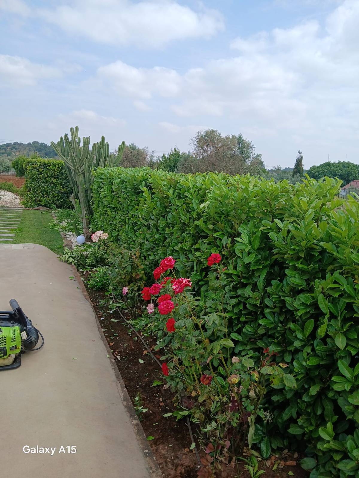Pomar ( jardinagem e relvas ) - Borba - Rasenpflege - Kompletter Rundum-Service