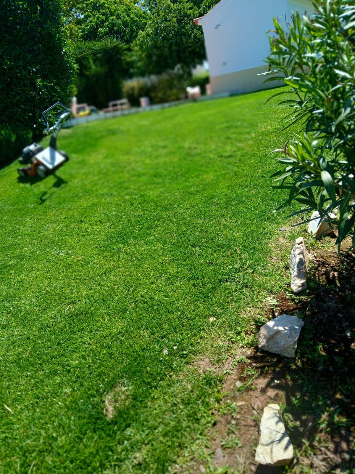 Pomar ( jardinagem e relvas ) - Borba - Baumpflege