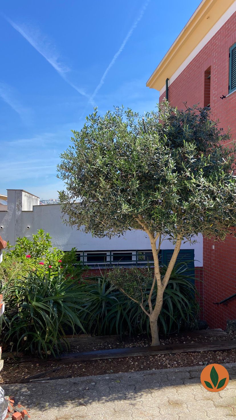 JMC Jardins - Oeiras - Nivellement de terrain grande surface (plus de 1 hectare)