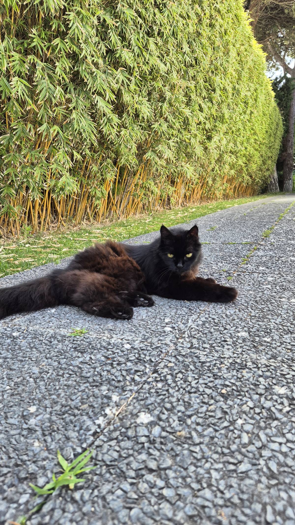JMC Jardins - Oeiras - Pose de pierre