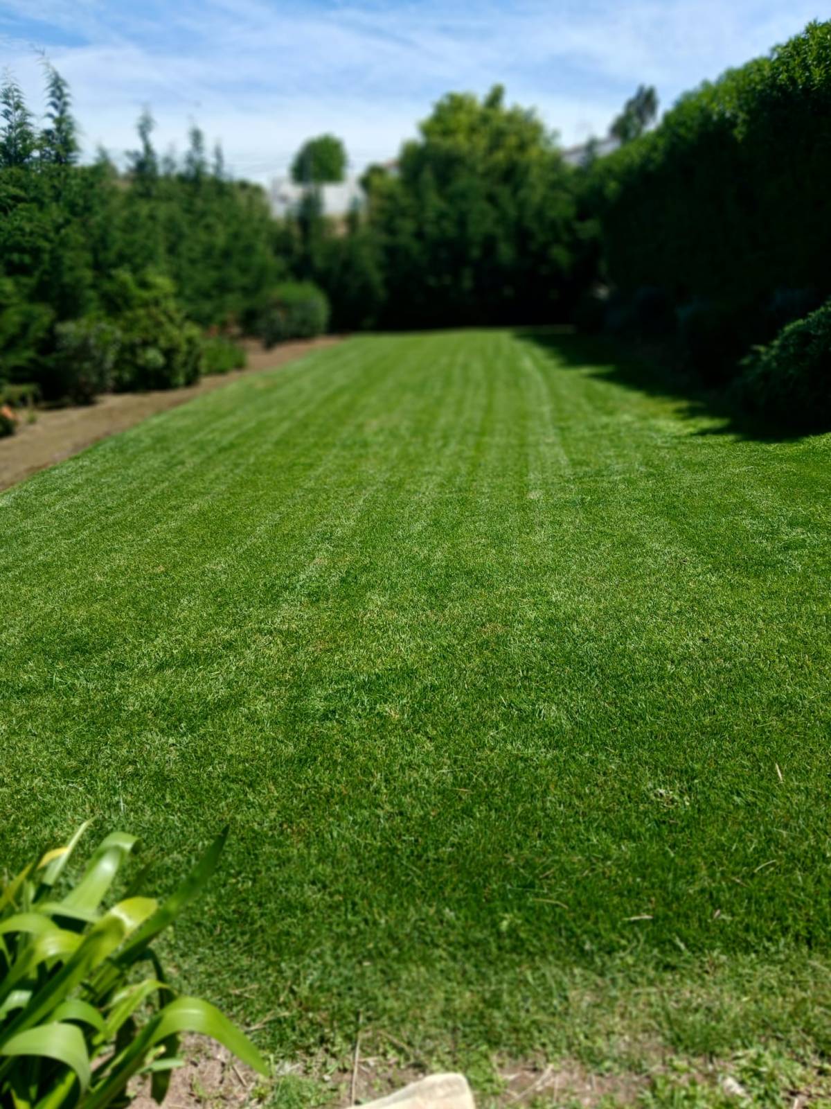 Pomar ( jardinagem e relvas ) - Borba - Entfernung von Gebüsch- und Baumaufwuchs