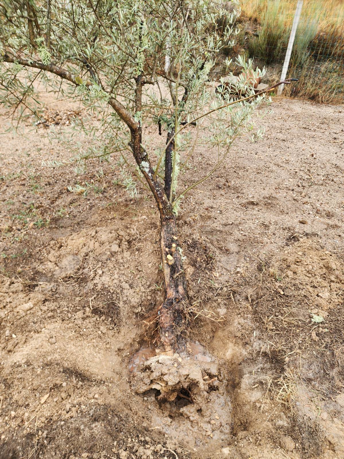 Avrin Jardinagem - Belmonte - Installation de système d'irrigation