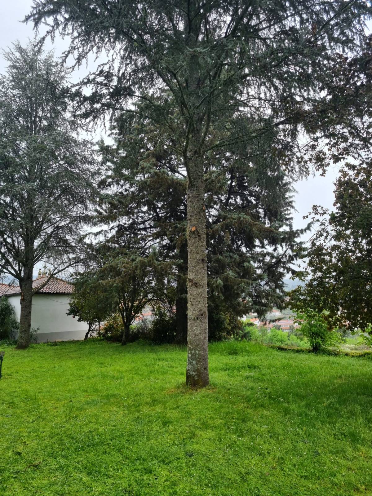 Lawncare