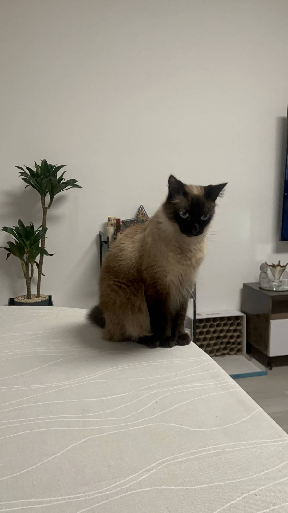 Cerejeira Multiserviços - Vila Real de Santo António - Cat Sitting