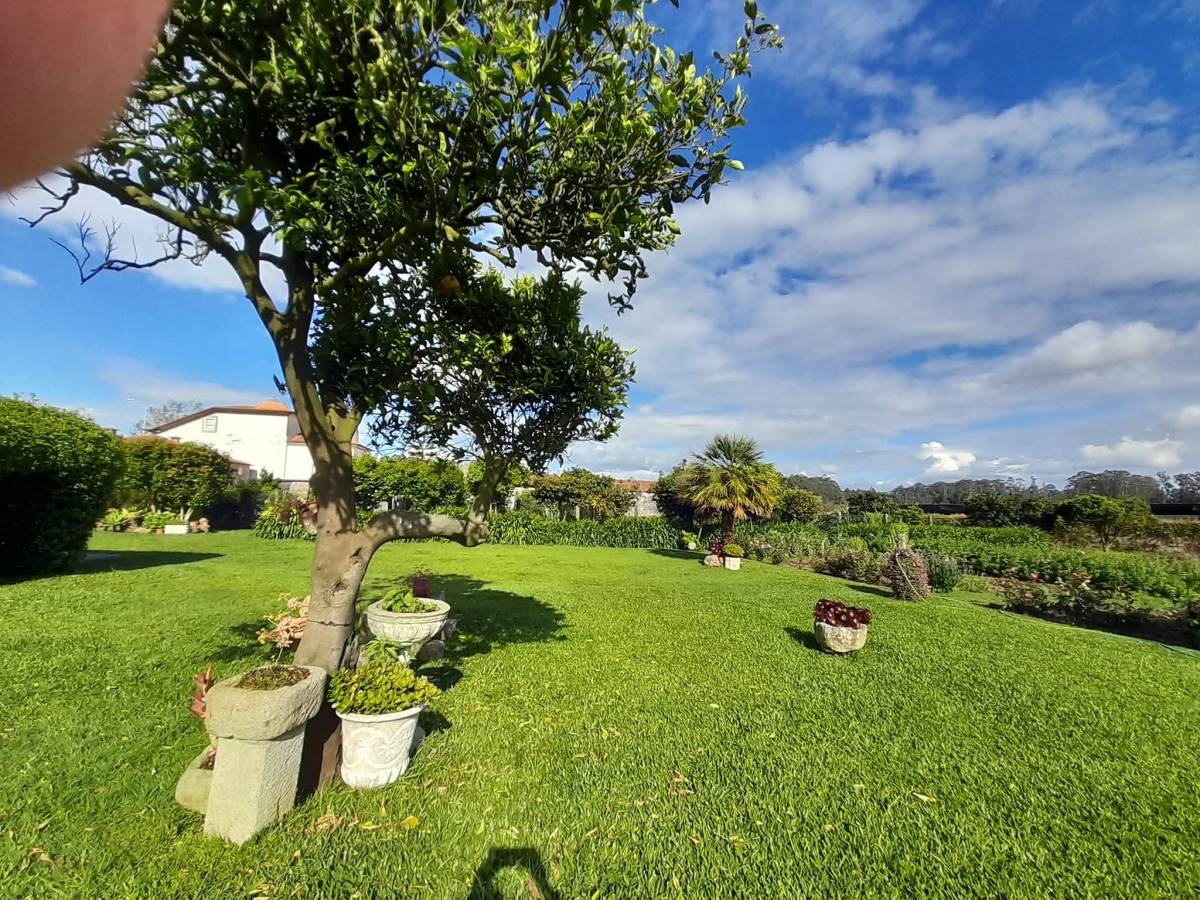 Avrin Jardinagem - Belmonte - Nettoyage de terrains