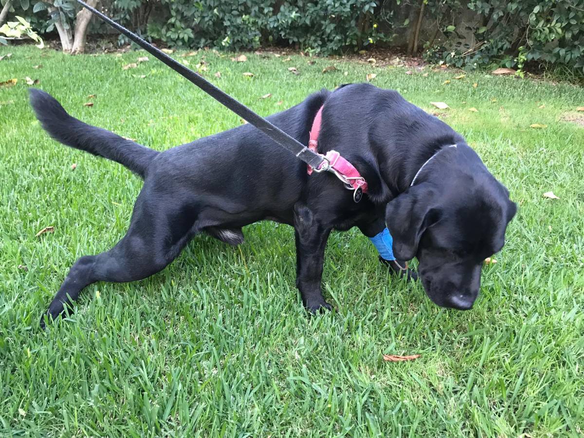 Beatriz Fortuna - Almada - Pet Sitting and Walking