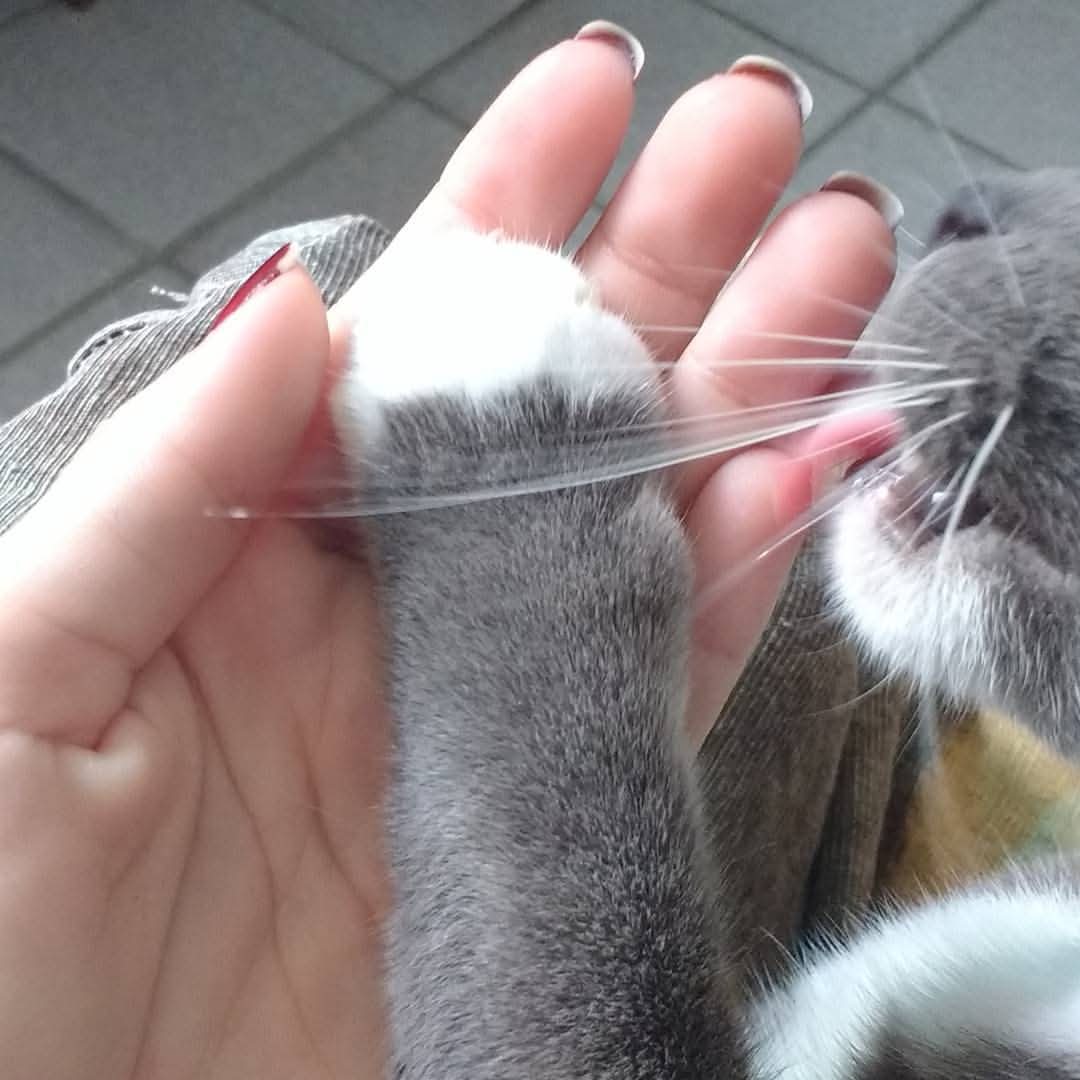 Cerejeira Multiserviços - Vila Real de Santo António - Telemarketing e Televendas