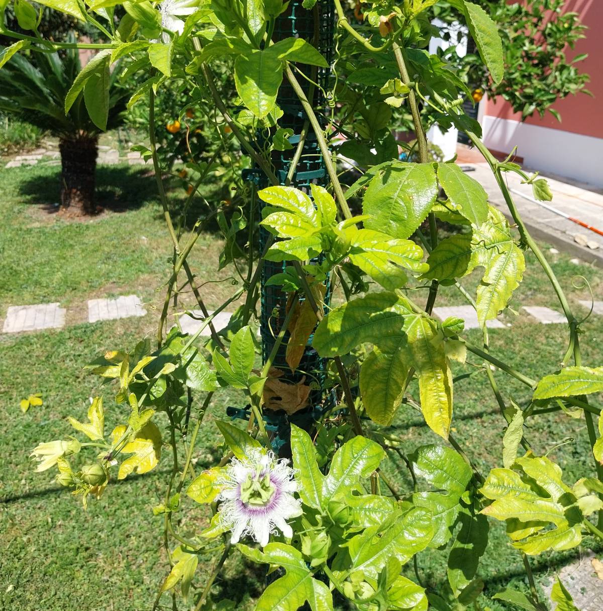 JMC Jardins - Oeiras - Installation d’un système d’irrigation goutte-à-goutte