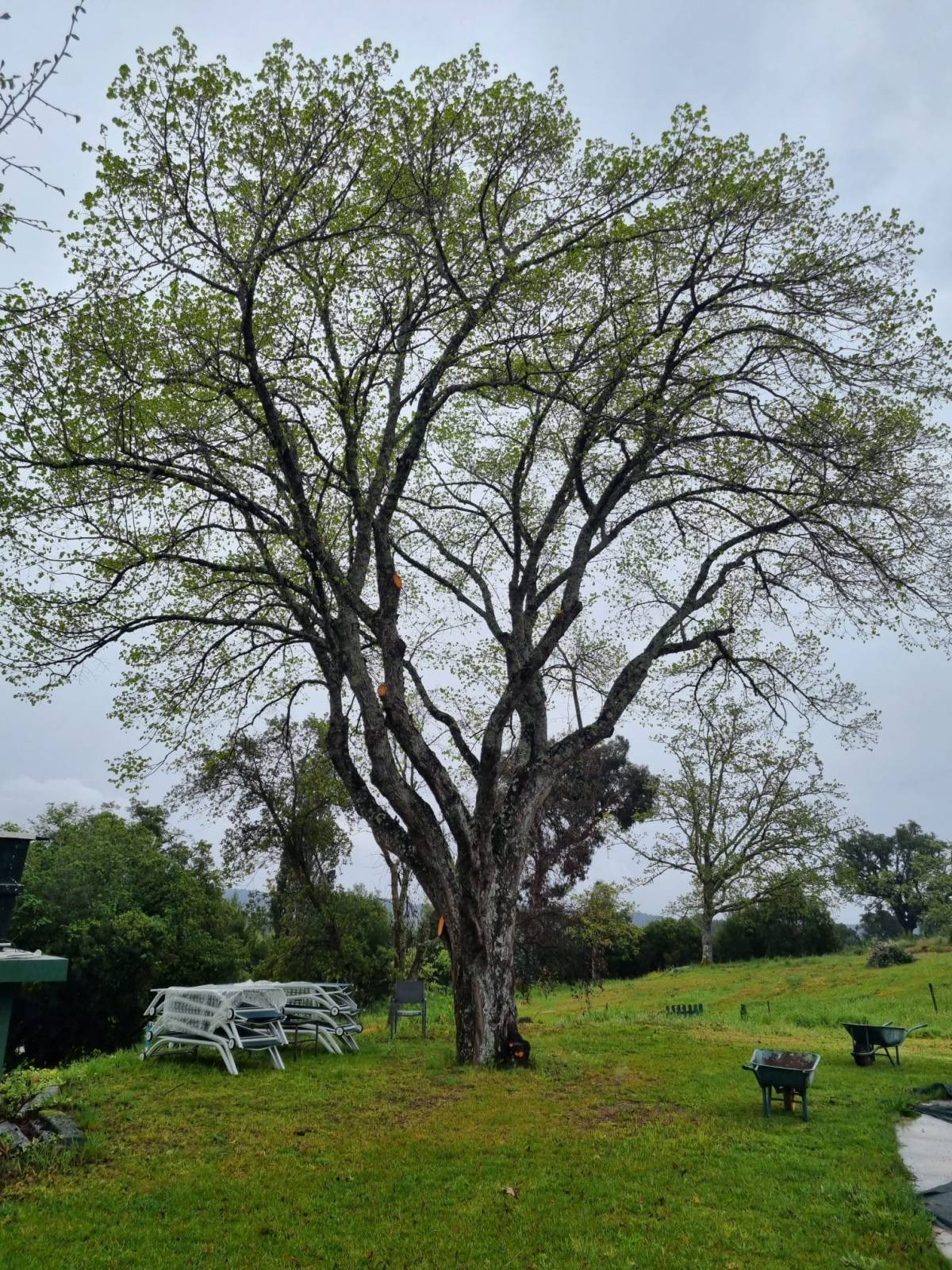 Tree Trimmer - Home Improvements