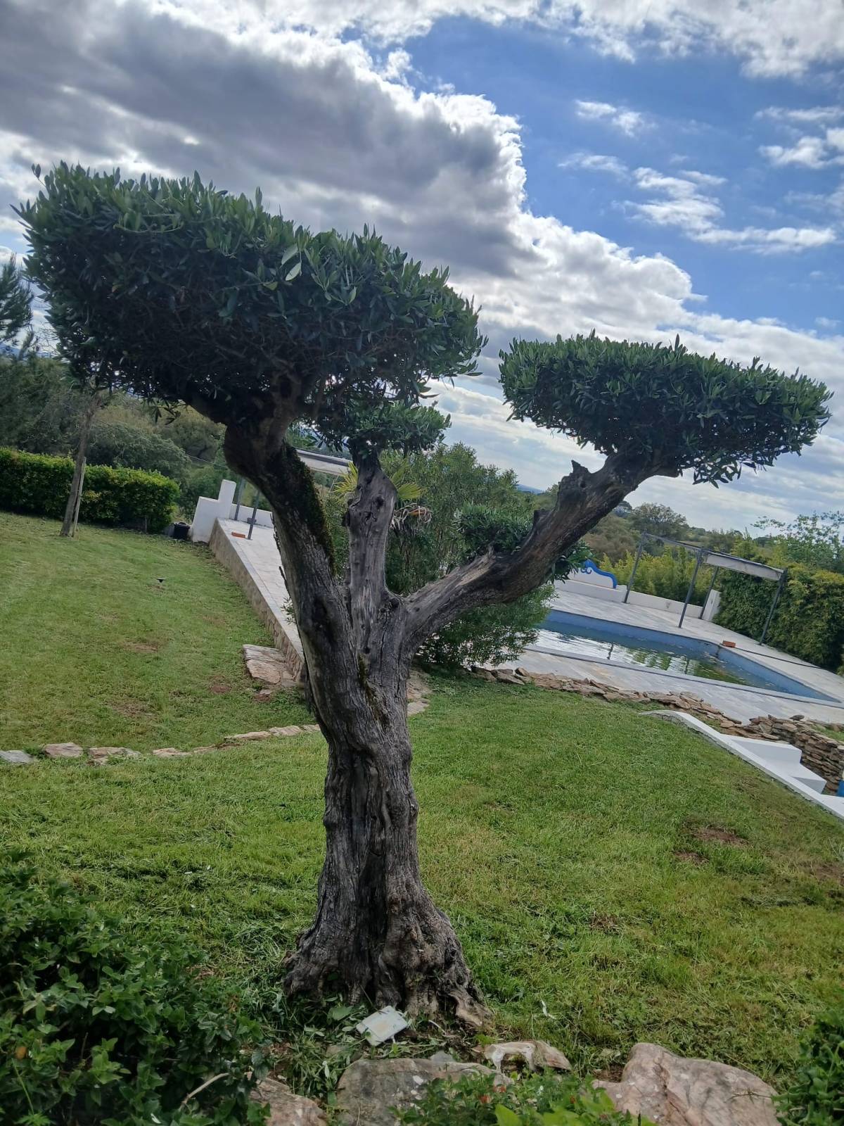 Pomar ( jardinagem e relvas ) - Borba - Baumpflanzung