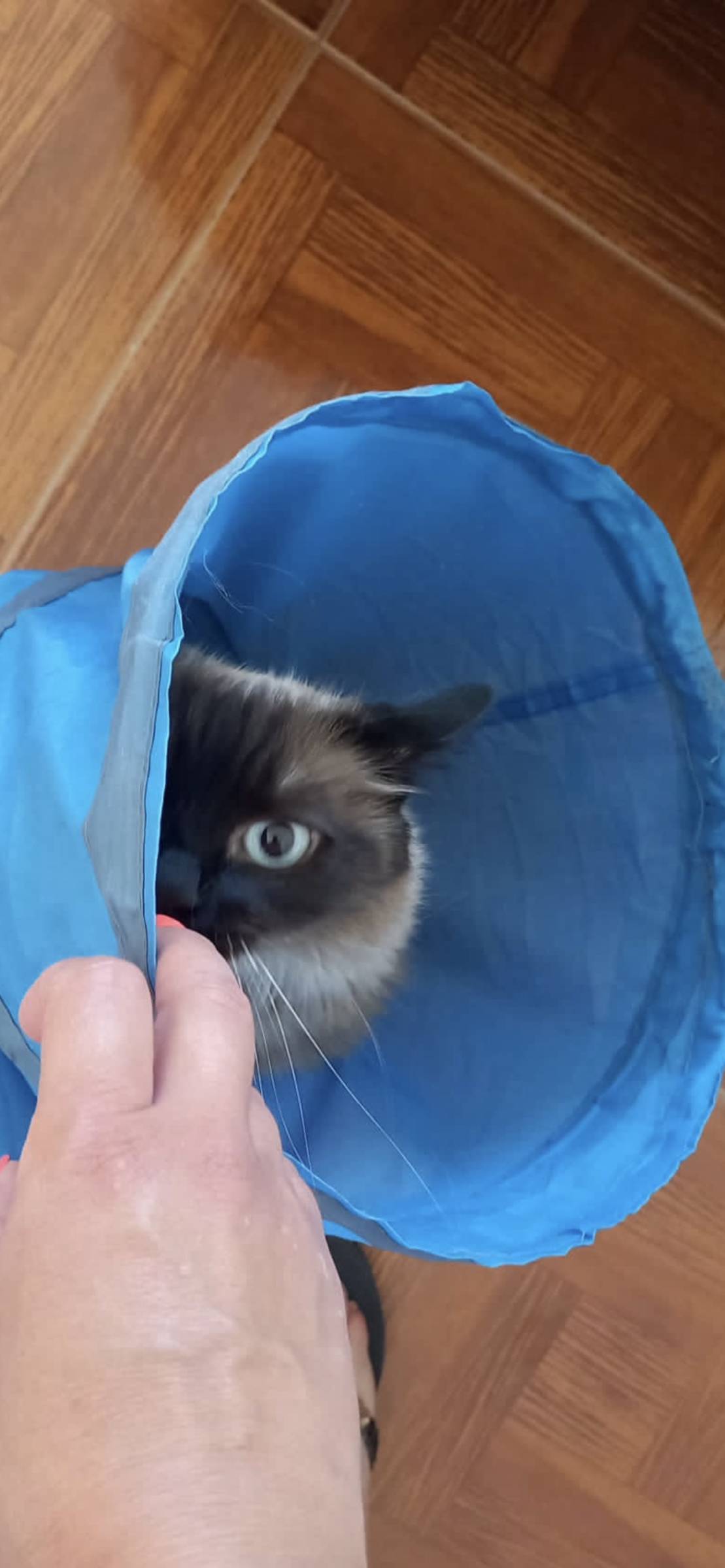 Hotel for Cats