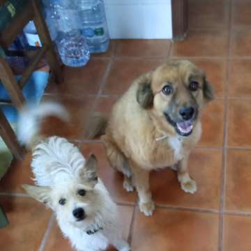 Maria Pereira - Alenquer - Garde d'animaux