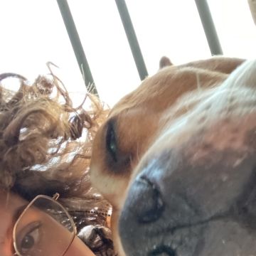 Mariana - Serviços de Limpeza, Babysitting, Petsitting e Explicações - Maia - Limpeza de Janelas