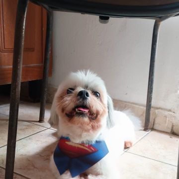 Cerejeira Multiserviços - Vila Real de Santo António - Dog Sitting