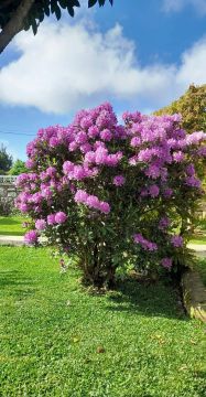 Avrin Jardinagem - Belmonte - Antiquités